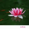 莲的头像