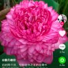 凡尘百合的头像