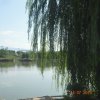 明月心的头像
