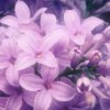 紫丁香的头像