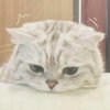 小糖的头像