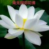 一朵莲的头像