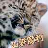 山野魔豹的头像