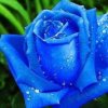 蓝玫瑰的头像