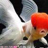 木子永白水的头像