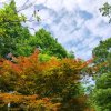 花红玉海《停币》的头像