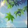 清影的头像