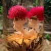 回眸一笑的头像