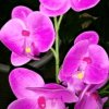 蝴蝶兰的头像