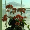 花开富贵的头像