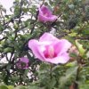 花的头像