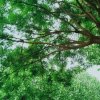 艺秋的头像