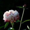 阳光灿烂…(拒绝私信)的头像