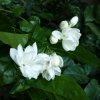 茉莉的头像