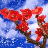 梅花傲笑的头像