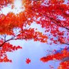 红叶的头像
