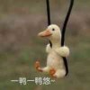 珍兮的头像