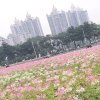 落花……的头像