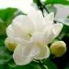 茉莉花的头像