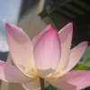 忍冬花的头像