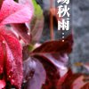秋雨缤纷的头像