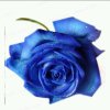 蓝色玫瑰的头像