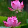 春暖花开的头像