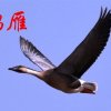 鸿雁的头像