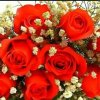 红玫瑰又回来了的头像