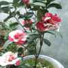 山茶花的头像