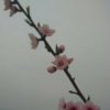 雲淡風輕(退出)的头像