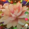 柔情似水的头像