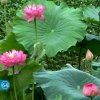甘露的头像