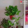 爱你今生的头像
