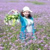 青山绿水的头像