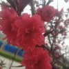 依恋的头像