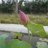 丑小鸭的头像