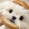 绿绿的头像
