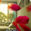 yuer的头像