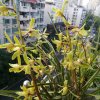 梅花的头像