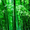 靓号主持的头像
