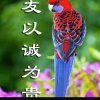 凯旋&歌的头像