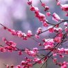 梅子的头像