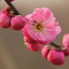 洪妹的头像