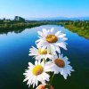 中华之菊(退出)的头像