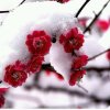 雪梅（主页有朗诵底板，欢迎友们诵读）的头像