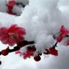 凌霜傲雪的头像