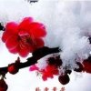 寒梅傲雪的头像