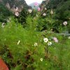 平安是福的头像