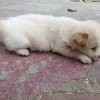 小乔的头像